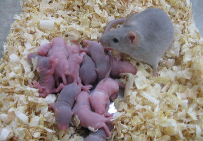 基因改造小白鼠的動物實驗量日增，也被用於解決人類的不孕問題。　取自網路