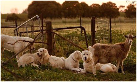 馬雷馬狗守護羊群，在義大利有悠久歷史。   取自網路