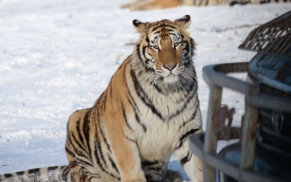 肇事的老虎幸而沒有遭到聲討追究。截圖自BBC中文網