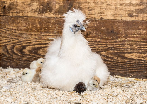 雌性烏骨雞是很優秀的母親，除了養育自己的幼鶵，牠們甚到會領養鴨寶寶、小火雞和雞。  取自網路