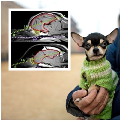 短鼻狗的大腦（如上），顯示這種狗腦部的氣味中心（黃色部分）已經向下旋轉。  取自網路