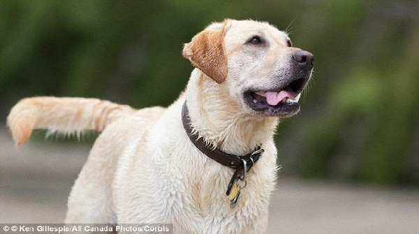 美國警方開始使用拉不拉多嗅探犬，去尋找被掩藏的儲存卡、硬碟和USB記憶棒。    取自網路