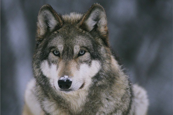 灰狼是犬科動物中體型最大的，和家犬有著相近的DNA。  取自網路