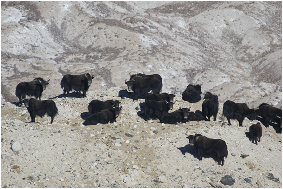 西藏的崑崙山，一群混雜著–母犛牛，年輕的公犛牛和6個月大的小犛牛，在可可西里自然保護區的懸崖附近休息。公的和母的犛牛都有濃密的長皮毛，來應付寒冷的天氣。   取自野生動物保護協會（WCS）