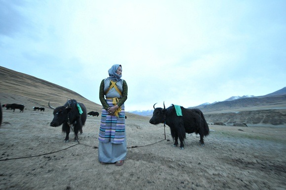 犛牛的乳汁，目前是藏民的主要收入來源。   中新社