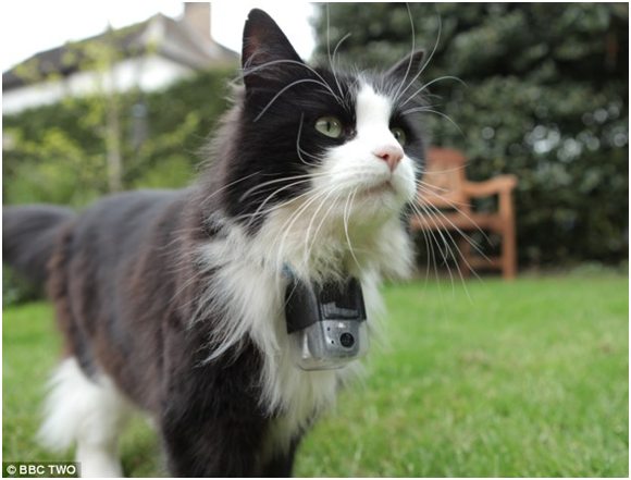 一項用GPS來追蹤貓咪行動範圍的研究計畫，正在進行中。   取自網路