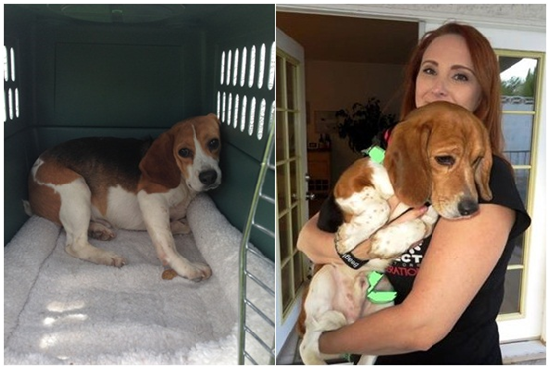 (左)長期接受動物實驗的米格魯害怕且退縮；(右)志工抱著重獲新生的狗狗。　取自Beagle Freedom Project官網