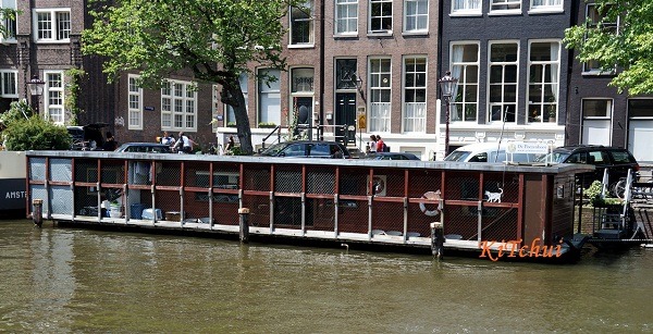 在阿姆斯特丹河流中的貓咪水上收容所。