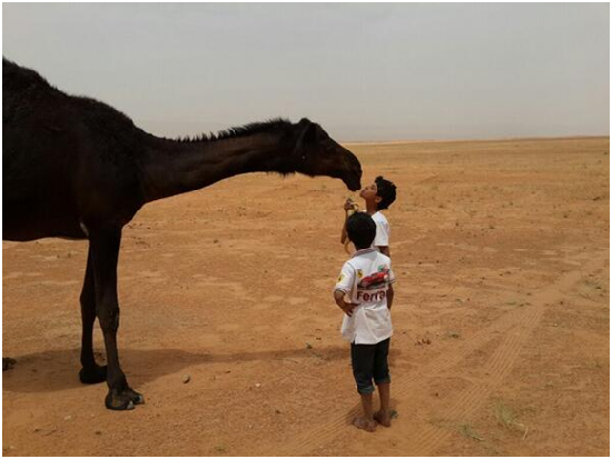 親吻駱駝，在MERS疫情升溫下成為危險動作。  取自網路
