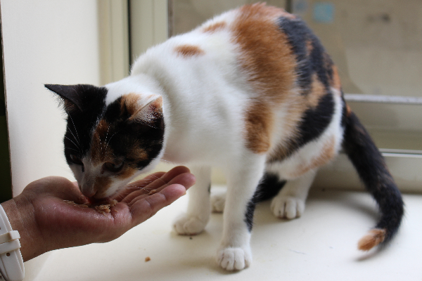 小花貓「公主」在剛來動物之家時，需要照養員用手餵食。   何宜/攝