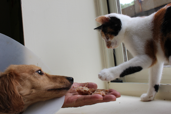 公主：搶我食物小心我用貓掌打你喔！ 臘腸：好朋友就是要分享嘛！  何宜/攝