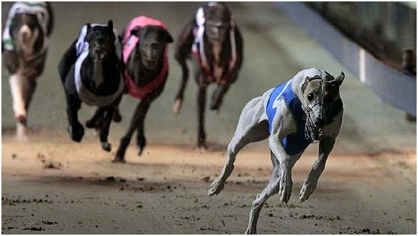 美國愛荷華州也將逐步停止殘酷的犬隻競速賽事。  取自網路
