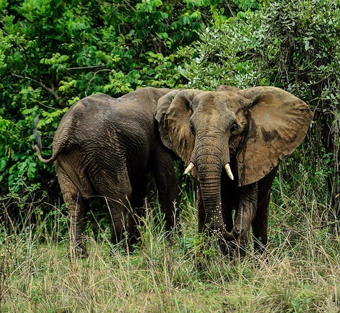 救援組織說，非洲象每年有33000隻遭到獵殺。　取自網路