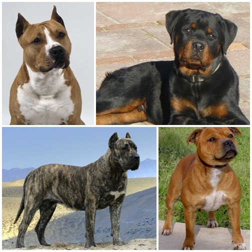 這些都是列名危險犬種的狗隻，也許外型威武，但也有人認為牠們非常可愛。　 取自網路