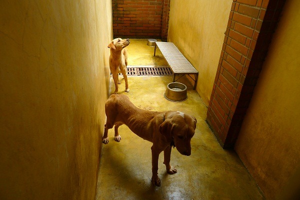 宜蘭防疫所力推流浪貓狗的TNR，從源頭減量做起，上半年的收容量果然少了1000隻。     中華民國保護動物協會/提供