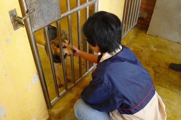 動保團體定期到宜蘭收容所領養狗隻，協助提升領養率。   中華民國保護動物協會/提供