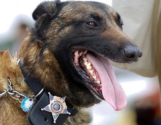 為了解決新德里市的流浪狗問題，印度政府規畫把街頭流浪犬訓練成警犬。   取自網路