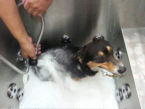 讓愛犬享受乳泡浴不難，小型犬一次花費200元。  曾大年/攝