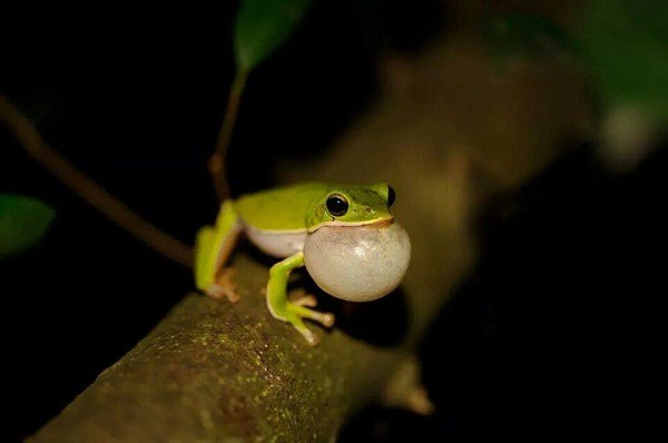 諸羅樹蛙產卵季節，台南市農業局呼籲民眾共同守護棲息地。  吳仁邦/提供