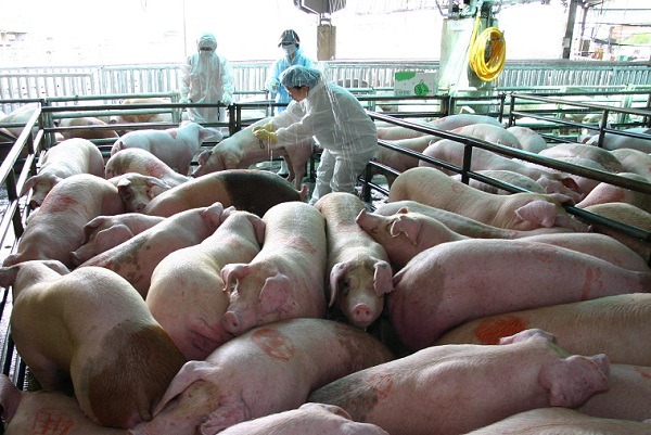 在牧場、肉品市場為豬抽血的女性獸醫師，面對極大體力考驗。 蕭士塔/攝