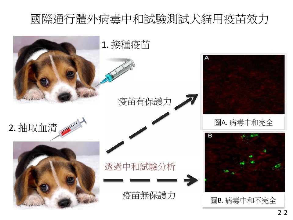 目前國際通行「病毒中和試驗」及「狂犬病快速螢光抑制試驗」。  台灣動物社會研究會/提供