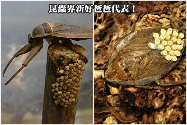 水棲昆蟲界也有新好爸爸代表，左為狄氏大田鱉、右為負子蟲。　台北動物園-林惠珍、黃龍椿/攝