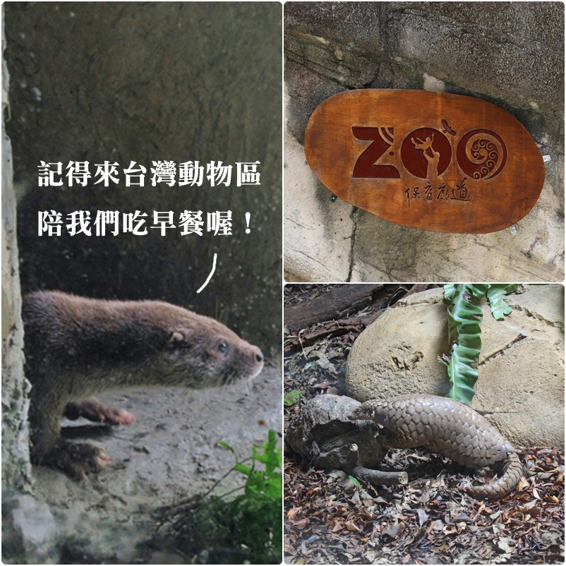 祖父母節可以看見台灣動物區的動物們用早餐呢！　台北動物園/提供