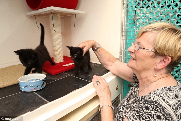 貓咪收容所創辦人麥米倫認為黑貓和其他貓一樣漂亮。　取自網路