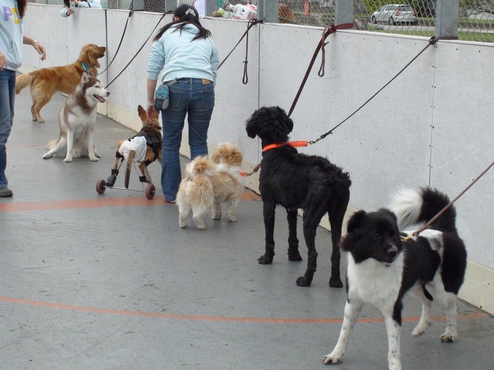 寶貝狗的訓練師需要教導協會內的狗狗。　取自寶貝狗粉絲專頁