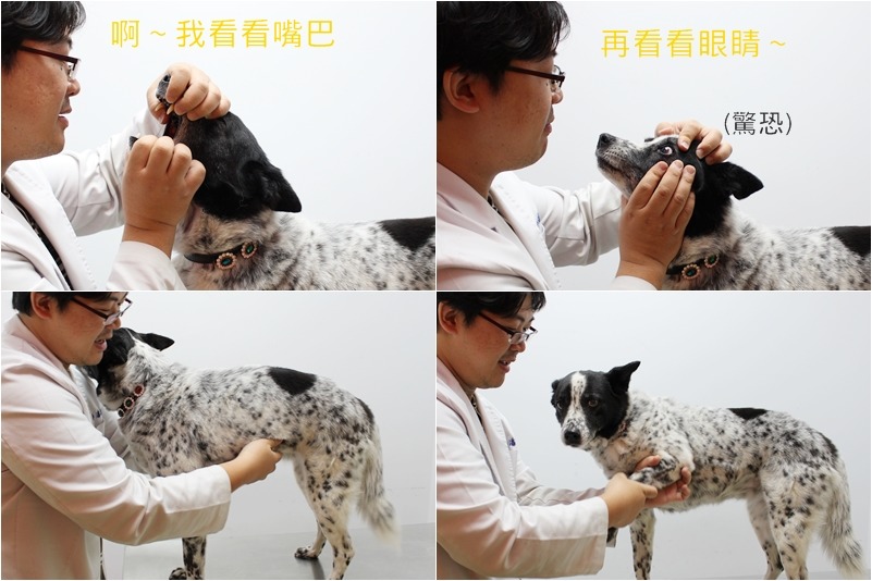高茂仁示範獸醫檢查流程，真的是「從頭檢查到腳」！而春節期間院長及照片中的院狗阿花都需要上班。　何宜/攝