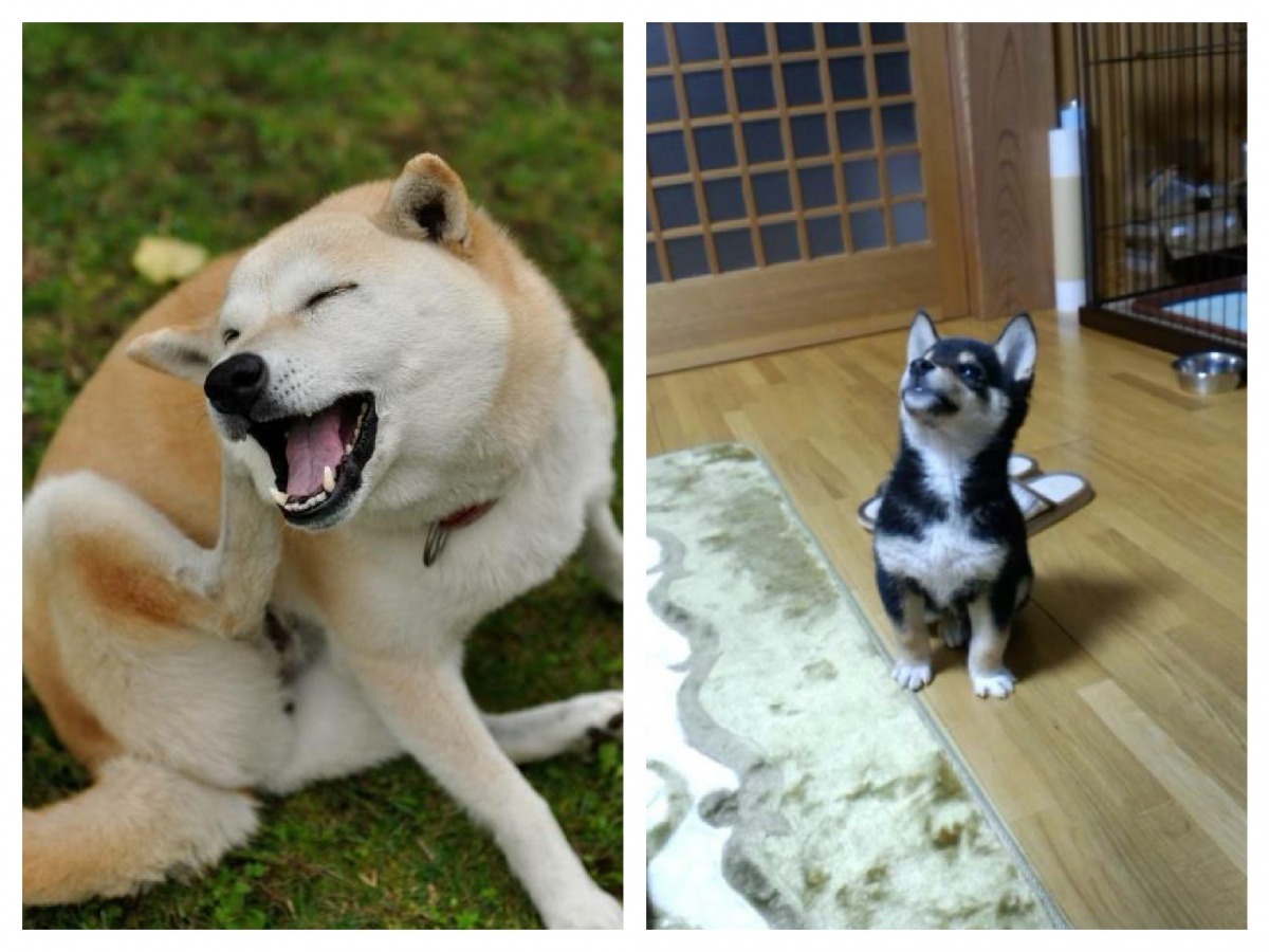 日本的狗在2011~2015年間，室內飼養的比例從31.9%增加為41.1%！  取自 (左圖) ペットの専門店コジマ、(右圖) ペット家族