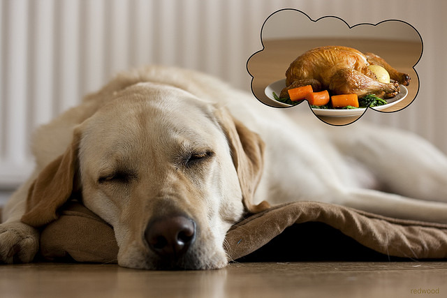 你家狗狗是不是也夢想著烤全雞大餐？　取自Flickr_ redwood 1