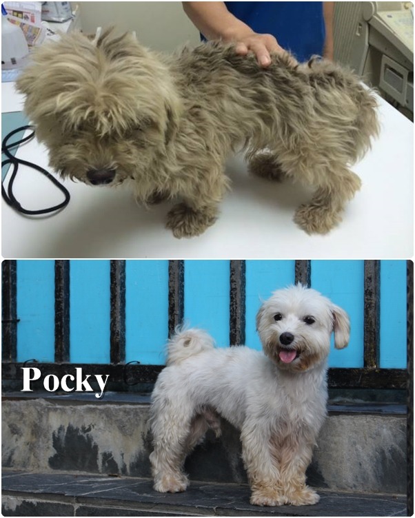 Pocky生活在垃圾回收場，本該雪白的毛變成了髒抹布的顏色。　(上圖)取自Mary’s Doggie粉絲專頁、(下圖)何宜/攝