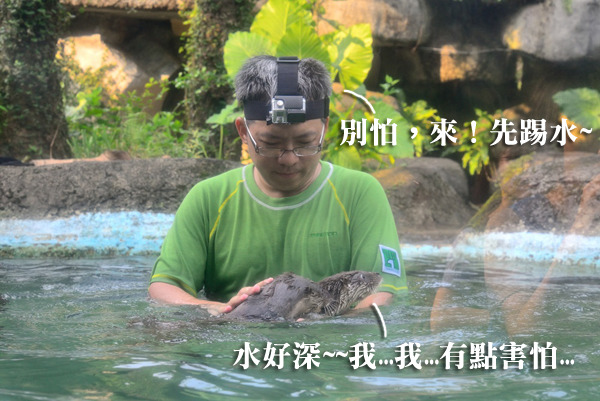 保育員哥哥親切教導水獺兄弟游泳捕魚。　台北動物園/提供