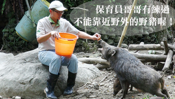 台北動物園的野豬經過訓練，沒有了凶悍的野性。　台北動物園/提供