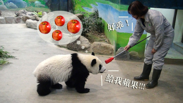 將目標棒與圓仔最愛吃的蘋果連結，讓圓仔在短短2週內學會指令！　台北動物園/提供