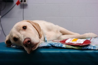 狗狗要成為捐血狗必須經過獸醫師評估，也希望更多狗能在需要血的時候得到協助。　取自網路