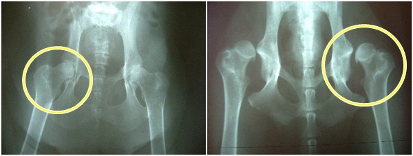 (左)良好的髖關節是關節窩跟關節頭緊密接合的、(右)嚴重的CHD。  取自台灣動物社會研究會