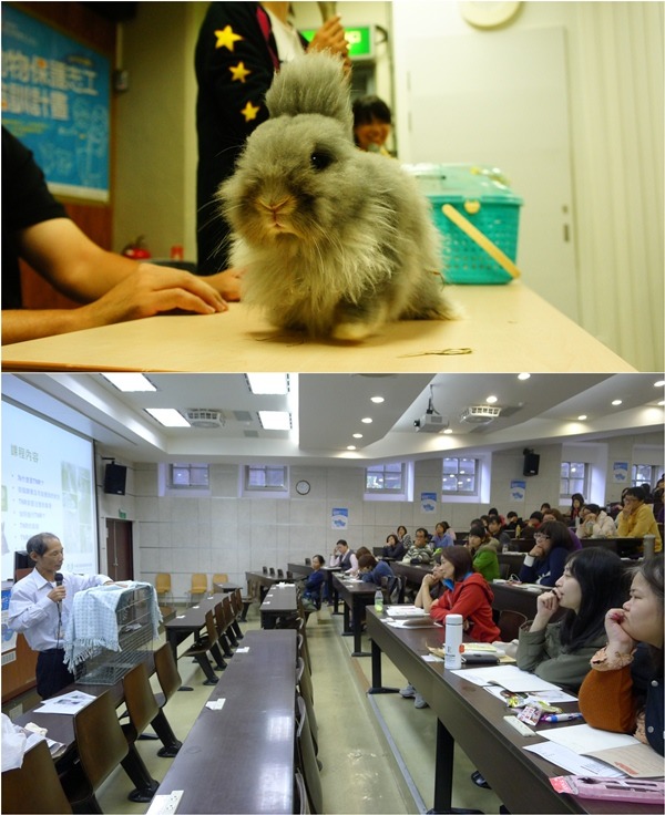 (上圖)愛兔班的示範兔、(下圖)往年課程上課情形。　中華民國保護動物協會/提供