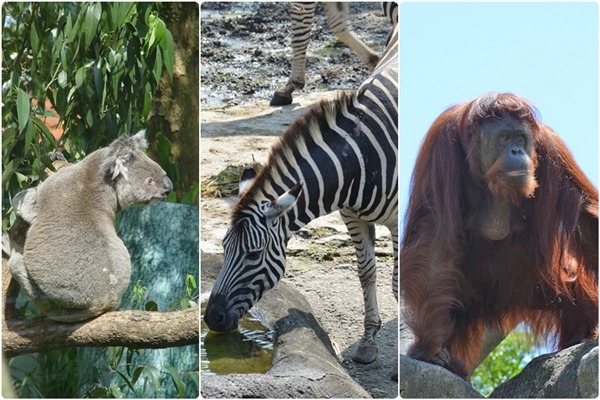 左起派翠克爺爺、美華阿嬤及秋香阿嬤，邀您一起晨遊動物園。　台北動物園/提供