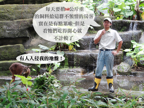 長鬃山羊的保育員可以說是最辛苦了客房服務生。　台北動物園/提供
