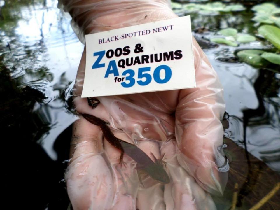 德州的布朗斯維爾動物園，黑色班點蠑螈也是氣候變遷下的受害者。　取自Zoos and Aquariums for 350粉絲團