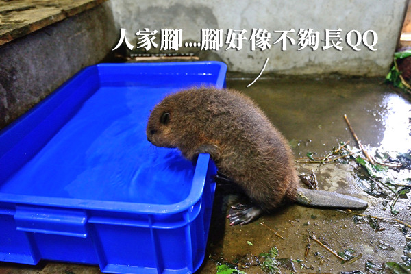 小河狸搆不著水盆，保育員最後只好加裝墊腳石。　台北動物園/提供