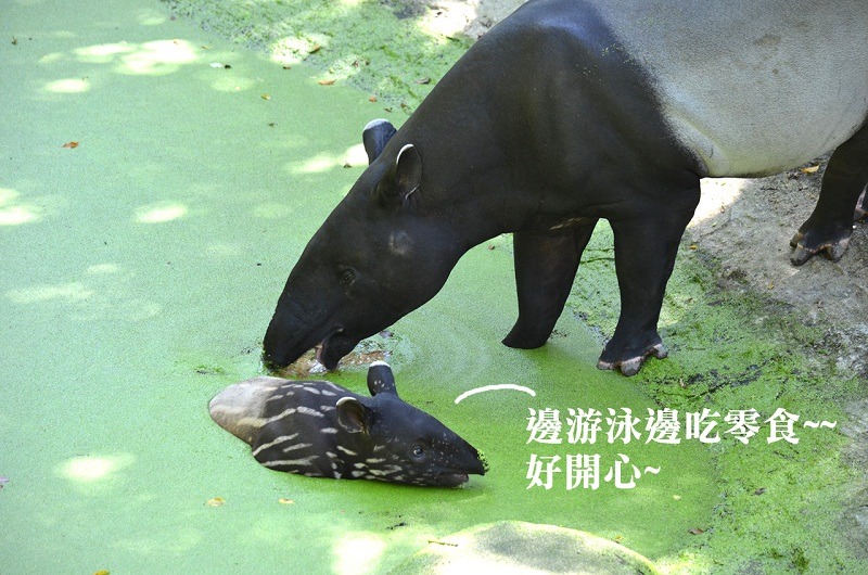 貘樹是游泳健將，但媽媽好像比較想吃浮萍。　台北動物園/提供