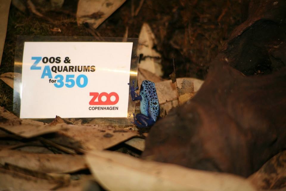 哥本哈根動物園的箭毒蛙，原棲地在熱帶雨林，而氣候變化破壞了牠的棲地。　取自Zoos and Aquariums for 350粉絲團