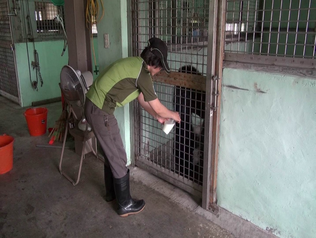 目前保育員要親自餵黑皮爺爺喝牛奶。　台北動物園/提供