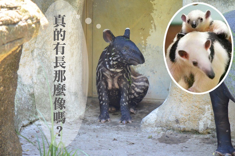 許多民眾會把馬來貘和食蟻獸搞混。　台北動物園/提供、食蟻獸圖片取自網路