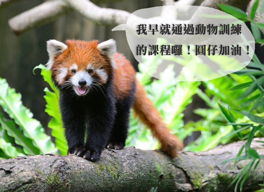 小貓熊歡歡是動物訓練課程的畢業生！　台北動物園/提供