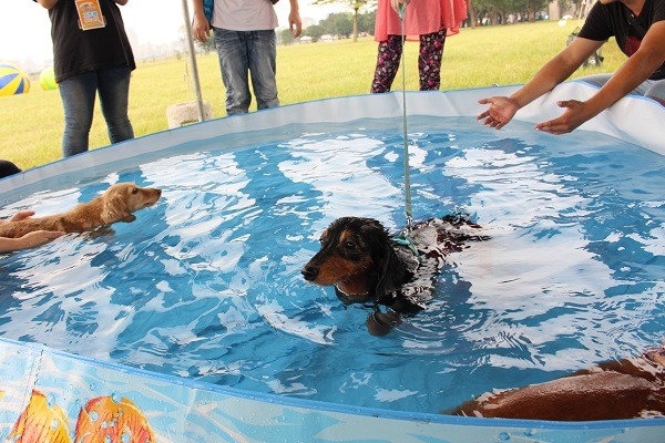 現場還設有狗狗戲水區，讓狗狗消暑涼一下!  何宜/攝