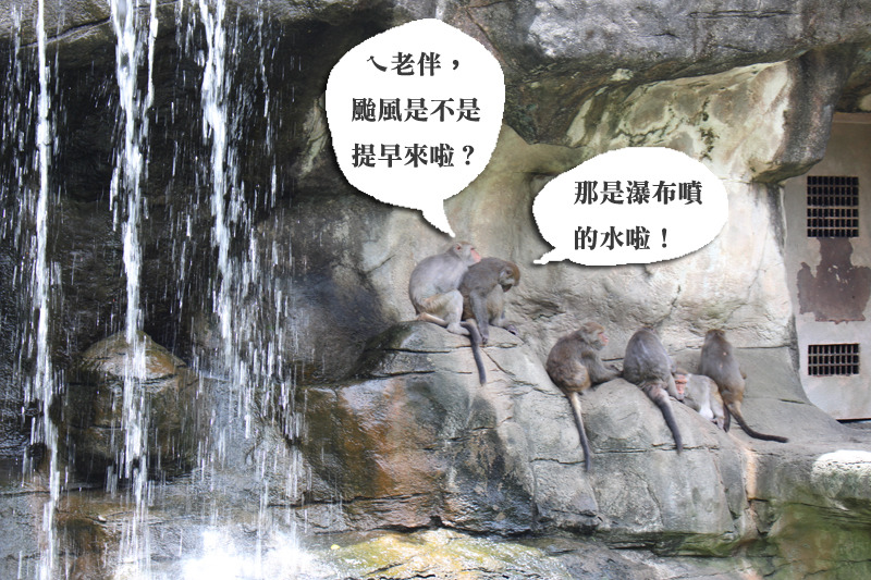 除了台灣獼猴之外，動物園的動物都不會留在戶外展場。　李娉婷/攝、何宜/設計對白